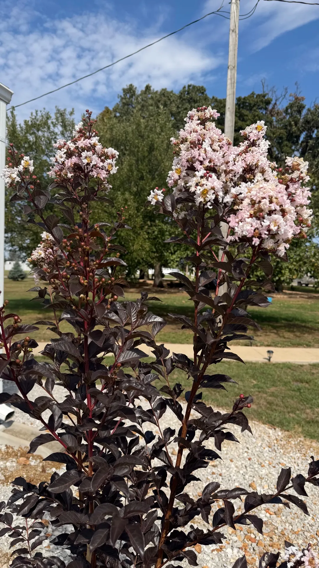 🌸The Dark Beauty At Stage Stop Campground
