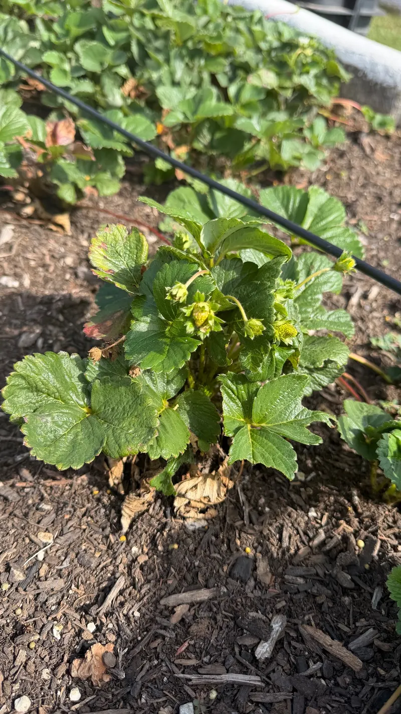 🍓Strawberry Patch In The Making At Stagestop Campground