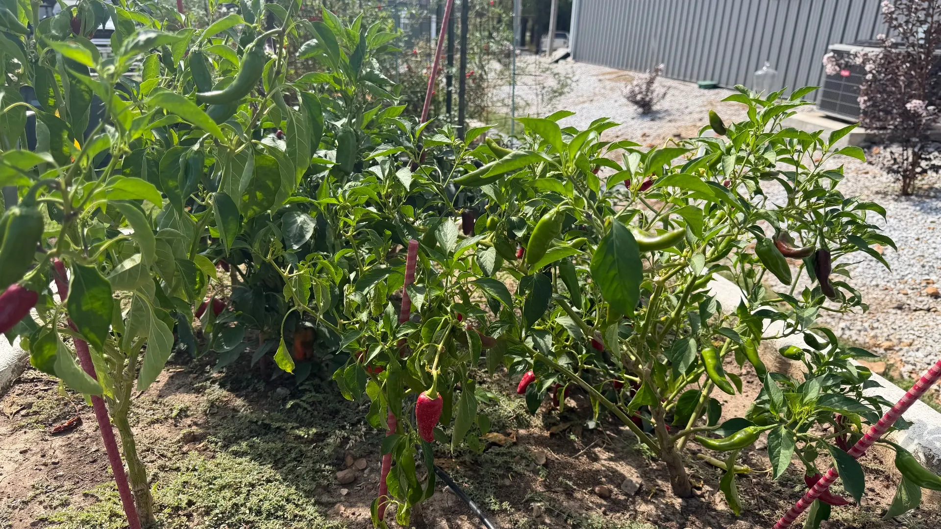 🌶️Hot Pepper Heaven