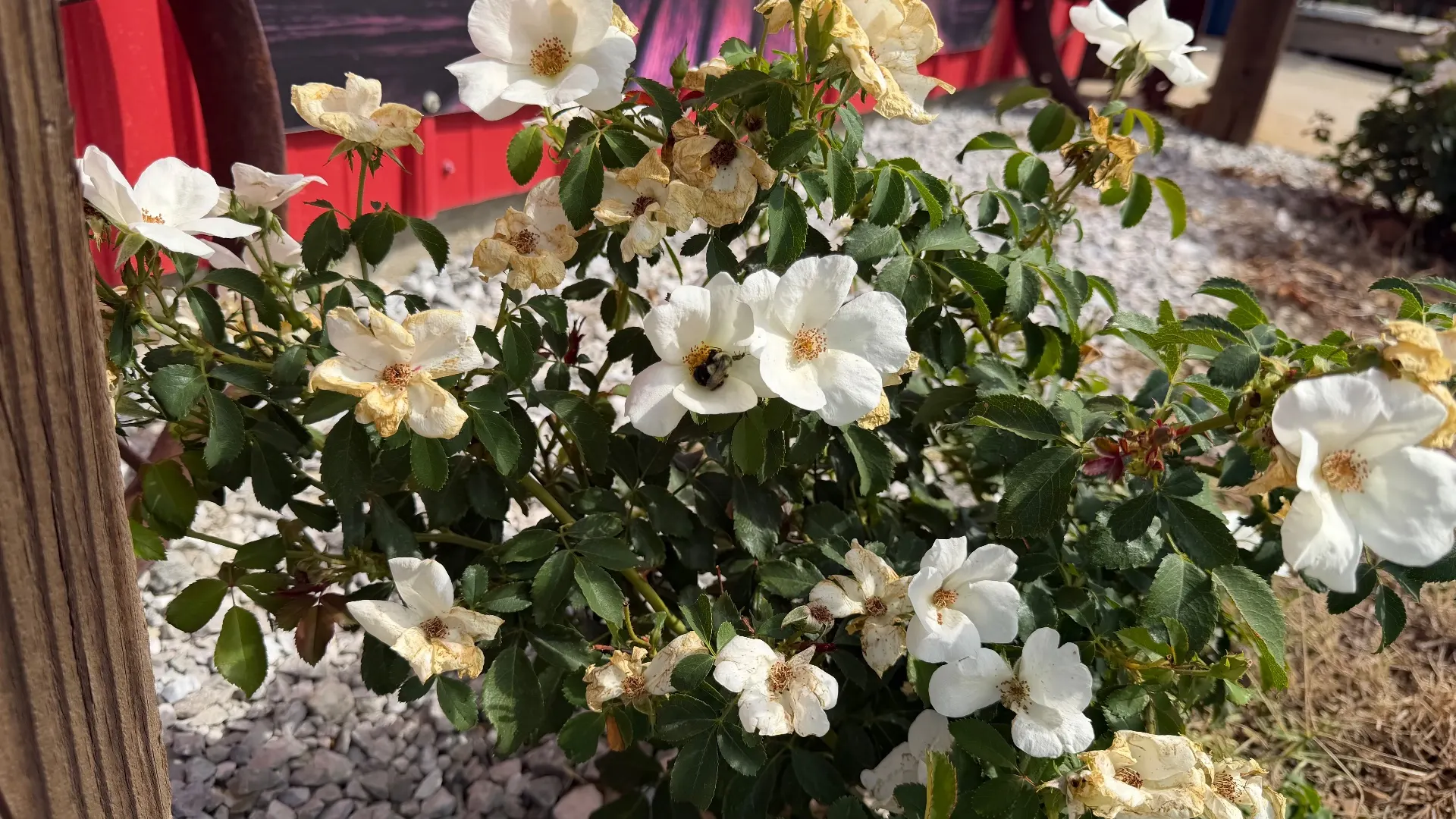 🌹🐝The Bumblebee's Favorite Rose