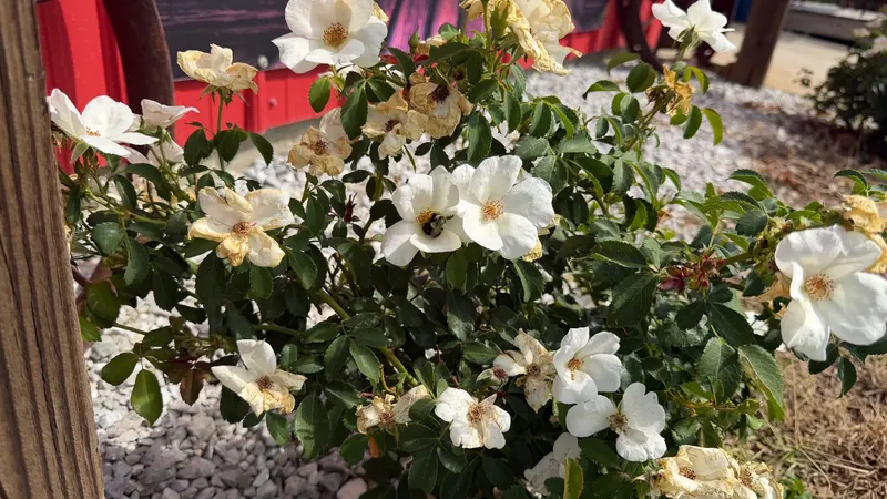 🌹🐝The Bumblebee's Favorite Rose
