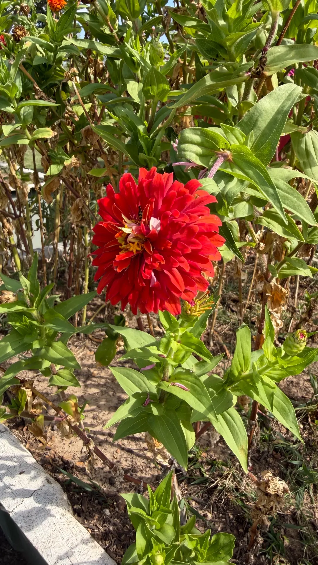 🌺The Last Zinnia Standing