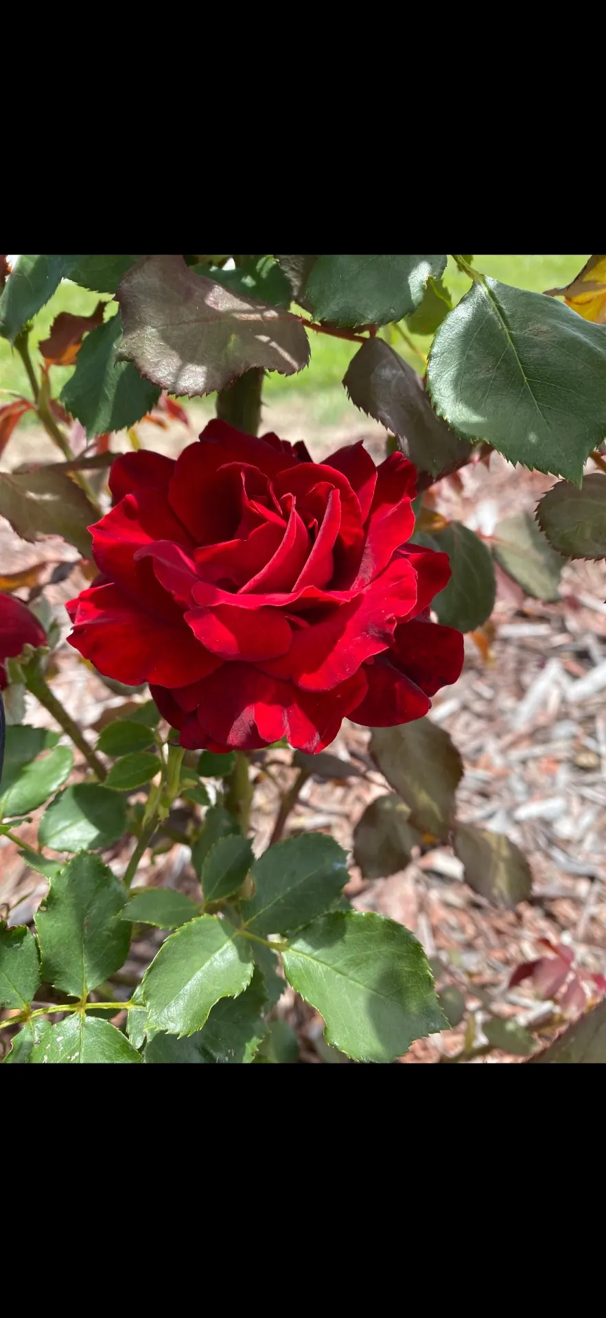 🌹 The Beauty Of The Rose