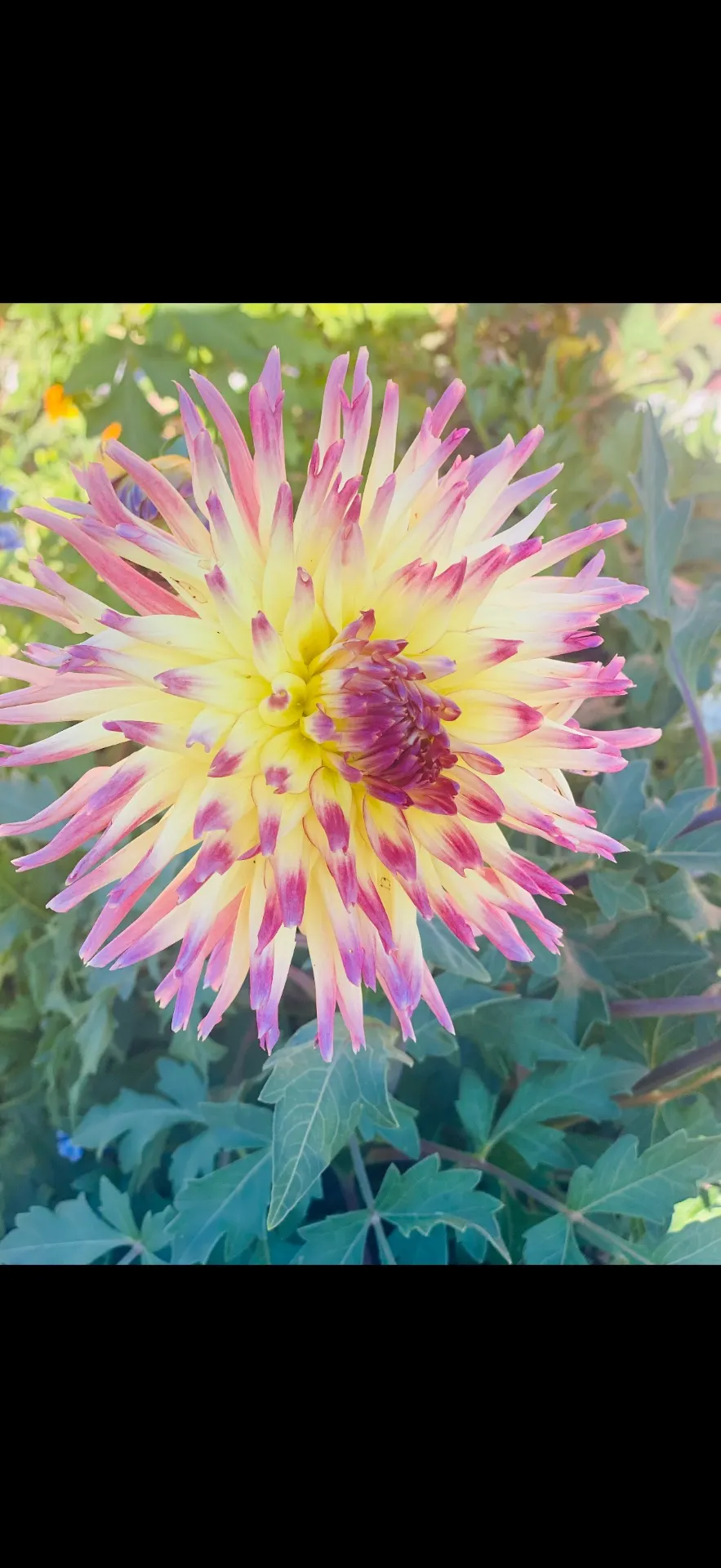 The Cactus Dahlia At Stage Stop Campground