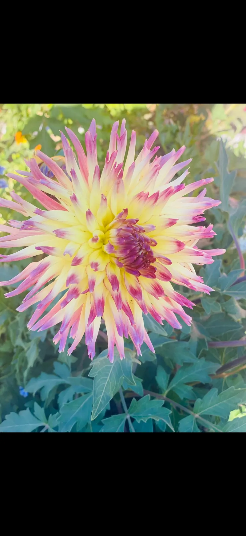 The Cactus Dahlia At Stage Stop Campground