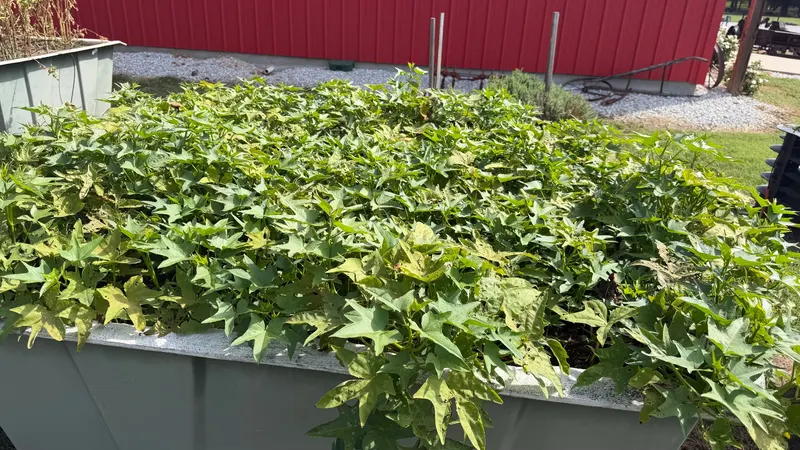 🍠 Sweet Potato Takeover At Stage Stop Community Garden