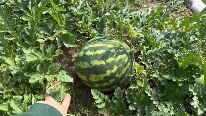 🍉Watermelon in the Wild