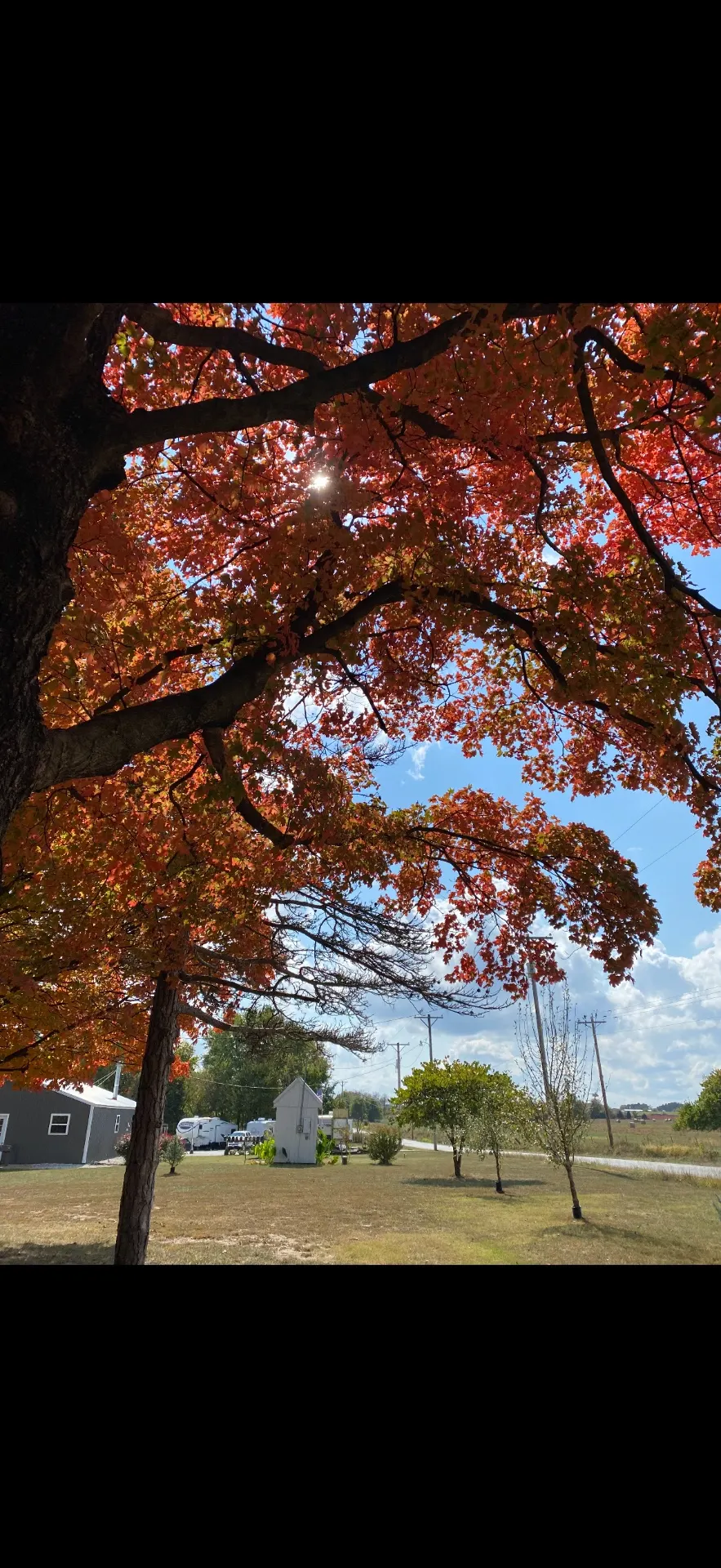 🍂 The Fall Maple