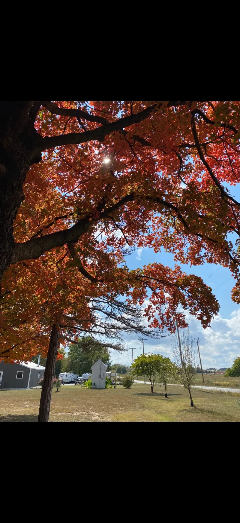 🍂 The Fall Maple