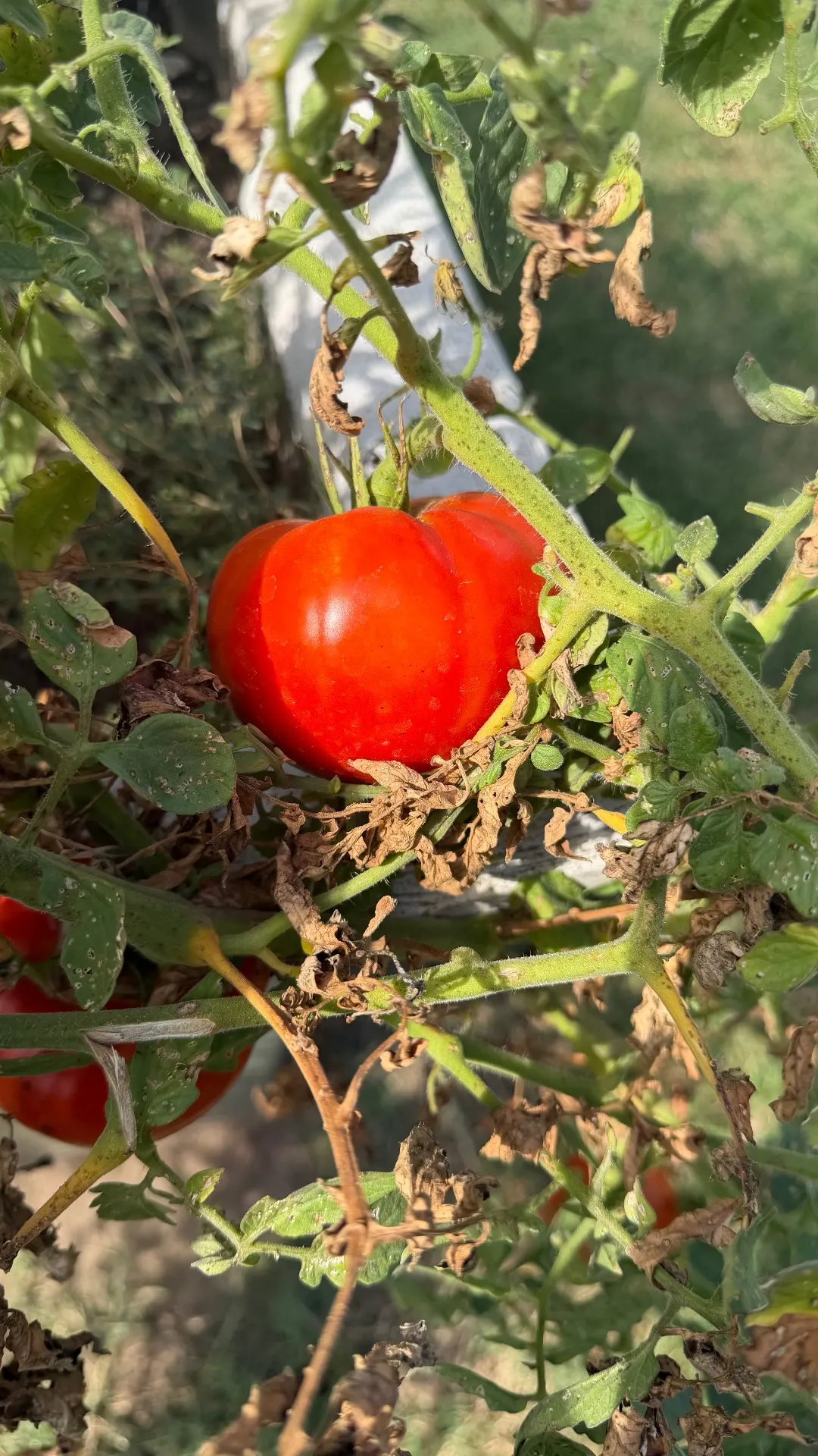 🍅 Is It A Fruit Or A Vegetable?