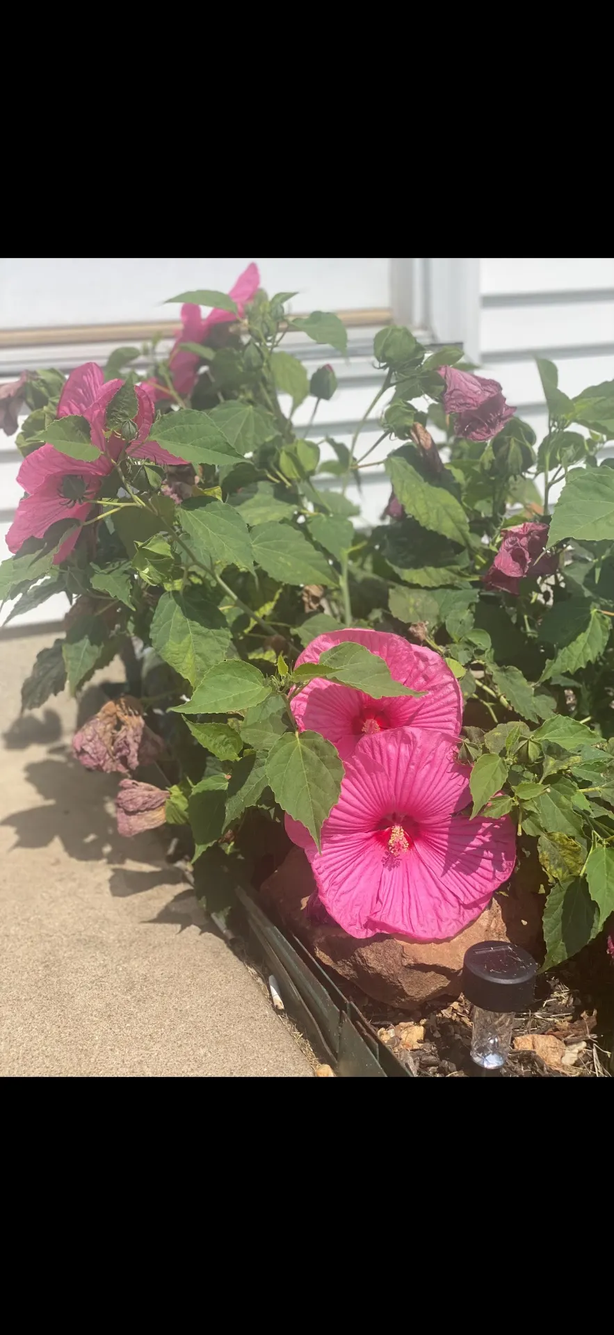 The Hibiscus At Stage Stop 🌺